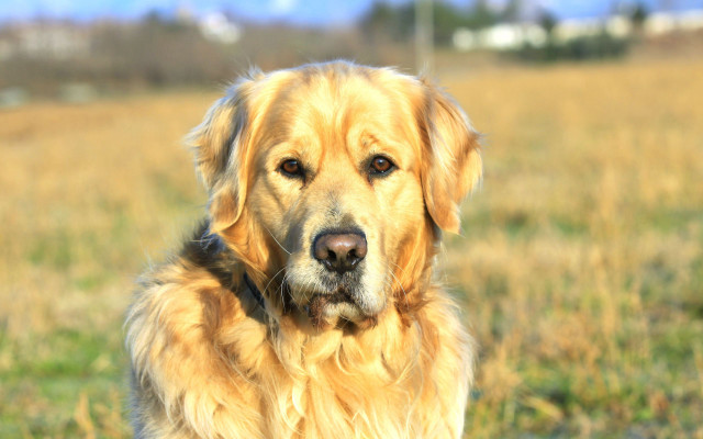 Dog sitting field grass looking free wallpaper - medium preview image