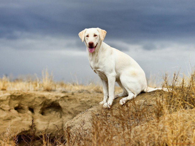 White dog rock dry grass free wallpaper - medium preview image