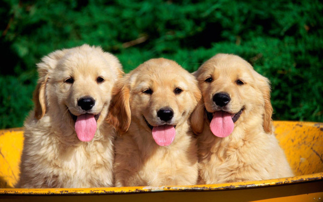 Three dogs yellow tub tongues free wallpaper - medium preview image