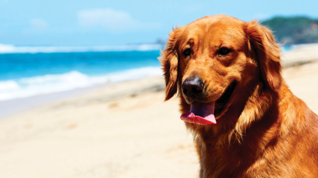 Shiba inu beach tongue out free wallpaper - medium preview image