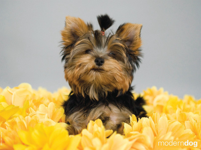 Small dog yellow flowers gray #2 free wallpaper - medium preview image
