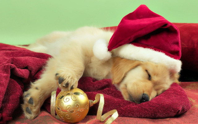 Puppy sleeping blanket christmas ornament free wallpaper - medium preview image
