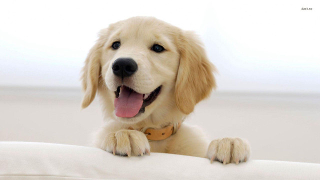 Dog sitting pillow smiling looking free wallpaper - medium preview image