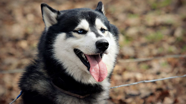 Husky tongue out looking up free wallpaper - medium preview image