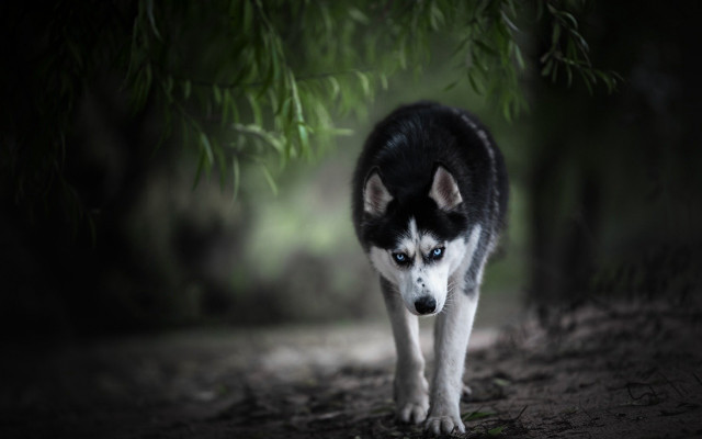 Husky woods night blurry background free wallpaper - medium preview image