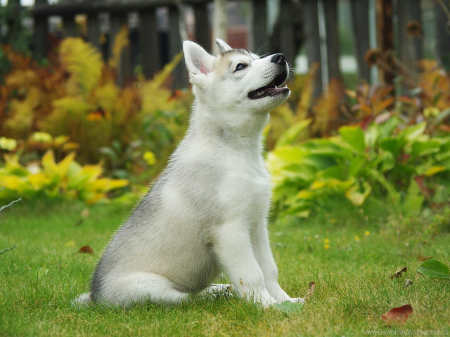 White husky sitting grass looking free wallpaper - medium preview image