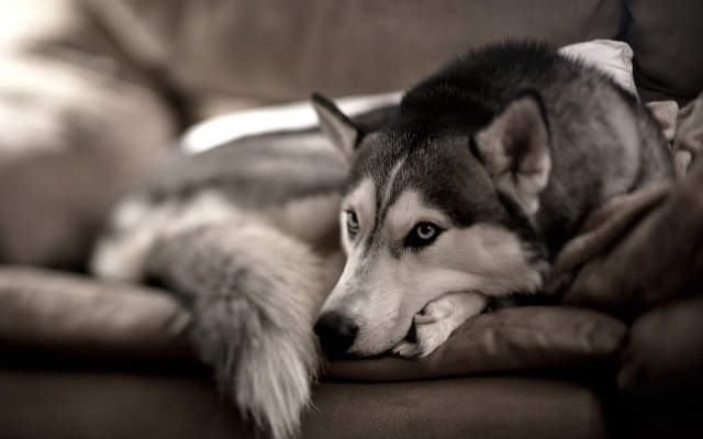Husky dog couch pillow head #2 free wallpaper - medium preview image