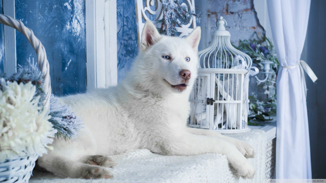 White dog blanket birdcage flowers free wallpaper - medium preview image