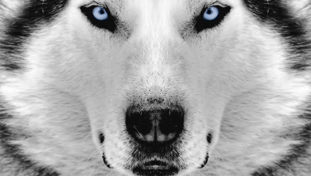 Dog blue eyes collar shirt free wallpaper - medium preview image