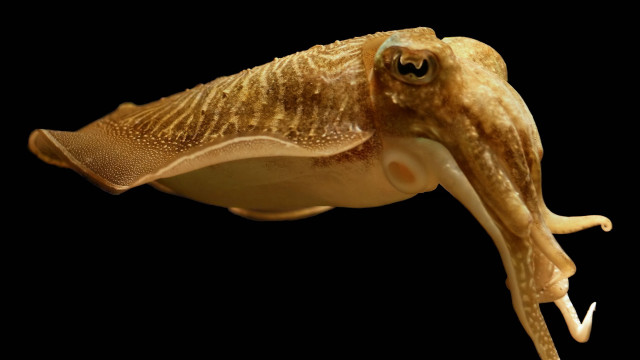 Large squid long neck large free wallpaper - medium preview image