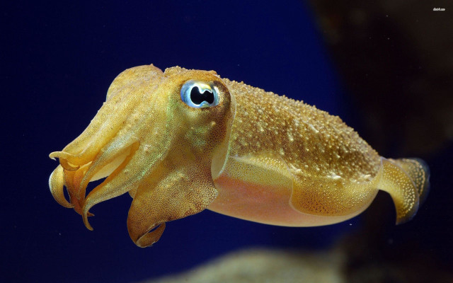 Squid eye blue background starry free wallpaper - medium preview image