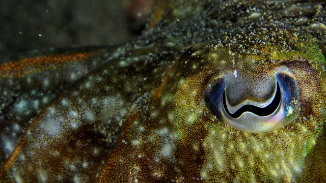 Close up smiling squid black free wallpaper - medium preview image