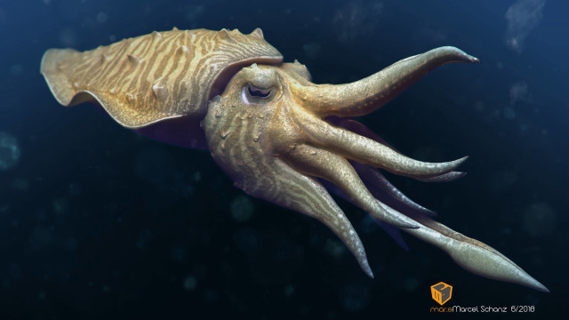 Octopus swimming head turned side free wallpaper - medium preview image
