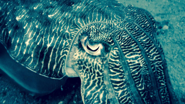 Large squid large eye blue free wallpaper - medium preview image
