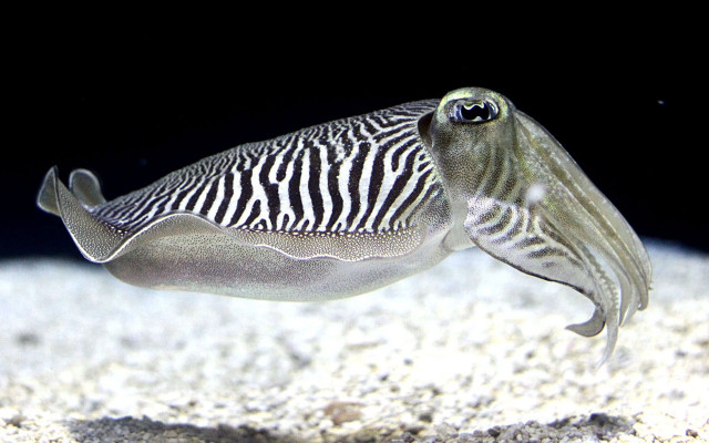 Zebra fish with a long free wallpaper - medium preview image