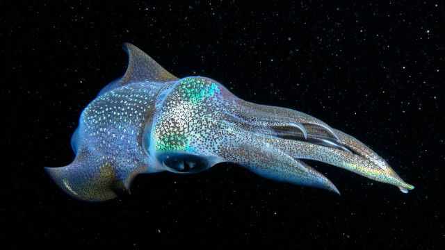 Blue white squid black background free wallpaper - medium preview image