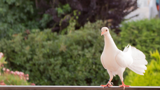 White bird pink beak garden free wallpaper - medium preview image