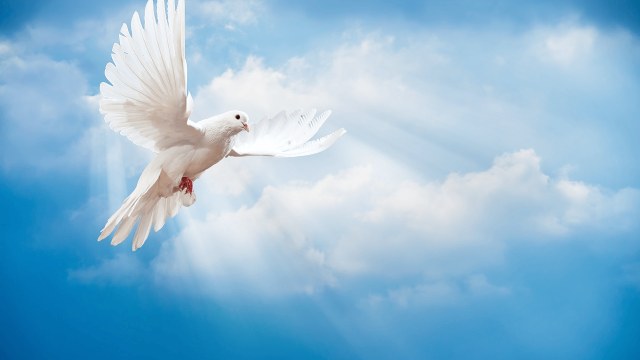 White dove flying blue sky free wallpaper - medium preview image