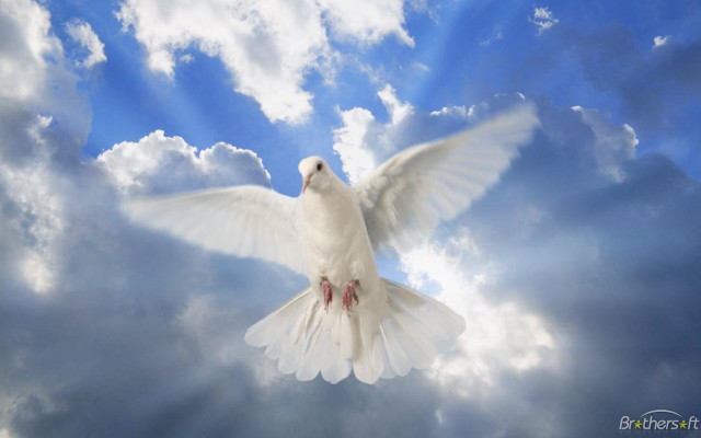 White dove cloudy sky sunbeams free wallpaper - medium preview image