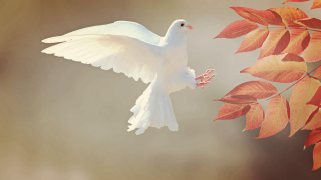 White bird flying tree leaves free wallpaper - medium preview image