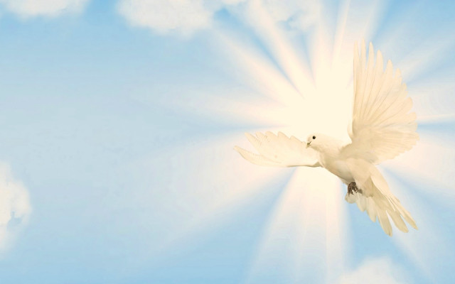 White bird flying blue sky #5 free wallpaper - medium preview image