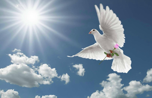White dove flying blue sky #3 free wallpaper - medium preview image