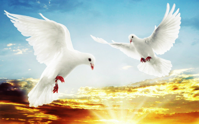 Two white birds flying sky #2 free wallpaper - medium preview image