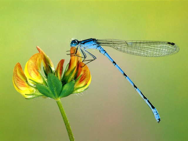 Blue dragonfly yellow flower green #2 free wallpaper - medium preview image