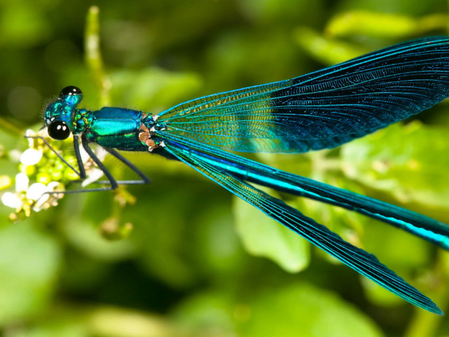 Blue dragonfly flower garden green free wallpaper - medium preview image