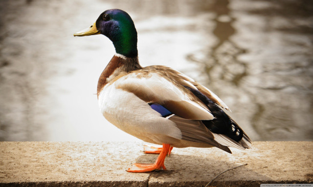 Duck standing ledged water reflection free wallpaper - medium preview image