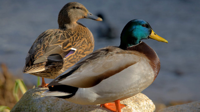 Two ducks sitting rock water free wallpaper - medium preview image