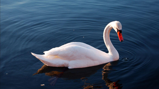 Swan swimming water red beak free wallpaper - medium preview image