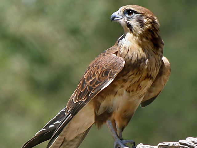 Bird of prey sitting branch #2 free wallpaper - medium preview image