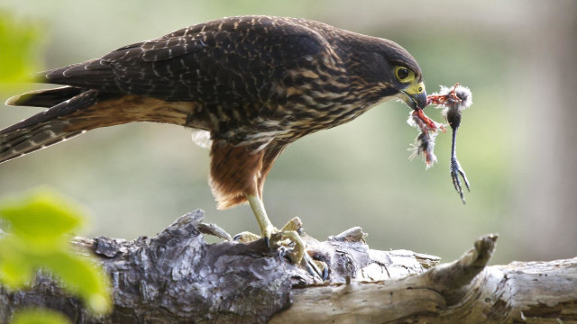 Bird fish mouth branch forest free wallpaper - medium preview image