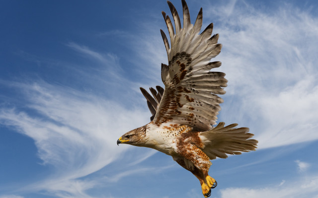 Bird flying blue sky clouds free wallpaper - medium preview image