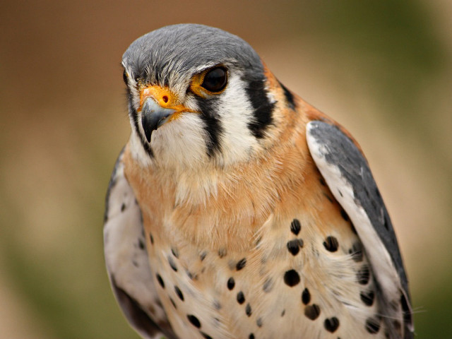 Bird brown head black white free wallpaper - medium preview image