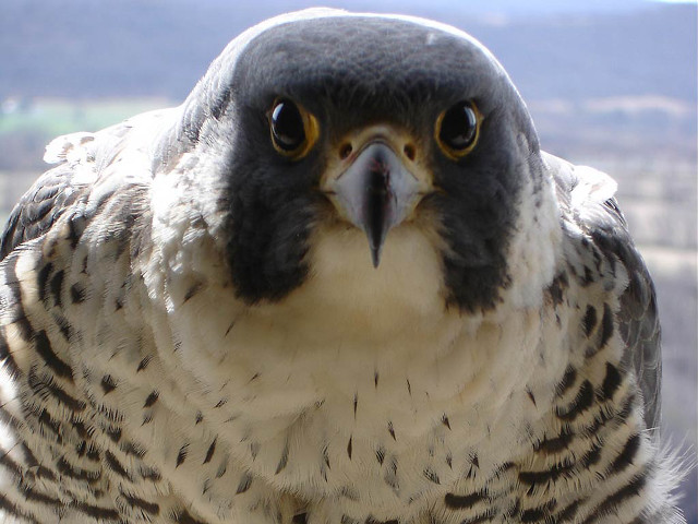 Bird of prey mountain blurry free wallpaper - medium preview image
