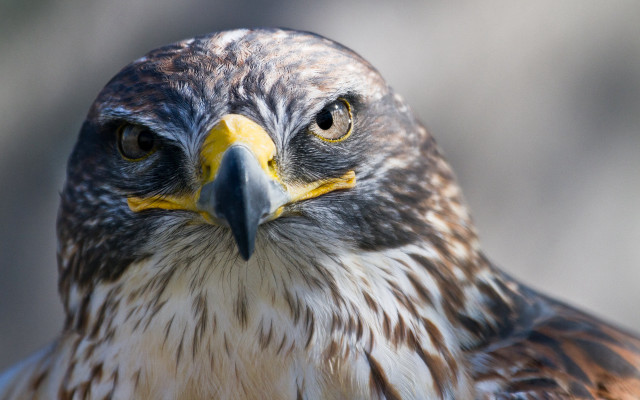 Bird of prey closeup yellow free wallpaper - medium preview image