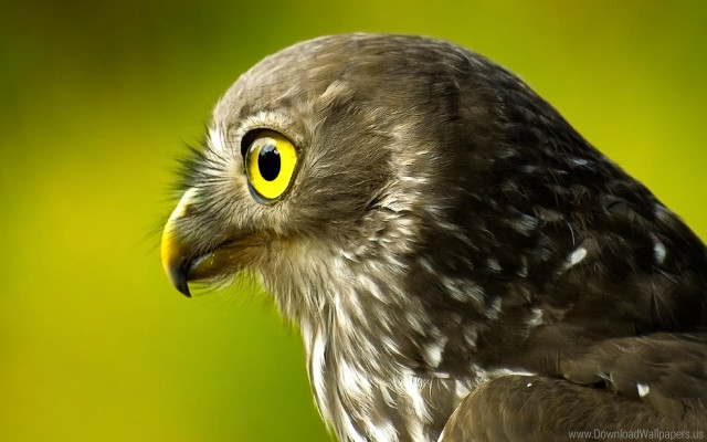Bird closeup green background yellow free wallpaper - medium preview image