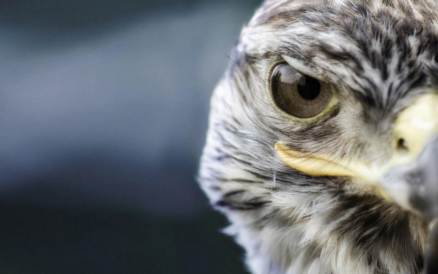 Bird of prey closeup blurry free wallpaper - medium preview image