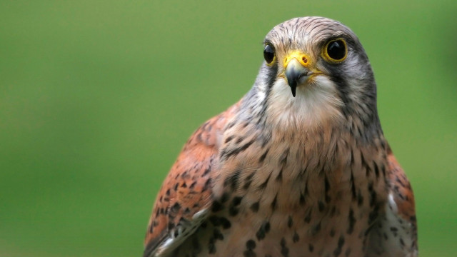 Bird of prey close up #5 free wallpaper - medium preview image