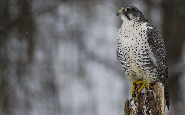 Bird prey snowy tree stump free wallpaper - medium preview image