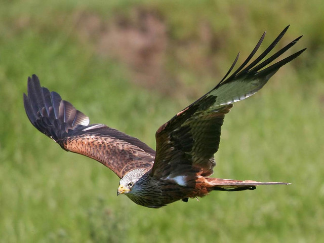 Bird of prey flying wings #6 free wallpaper - medium preview image