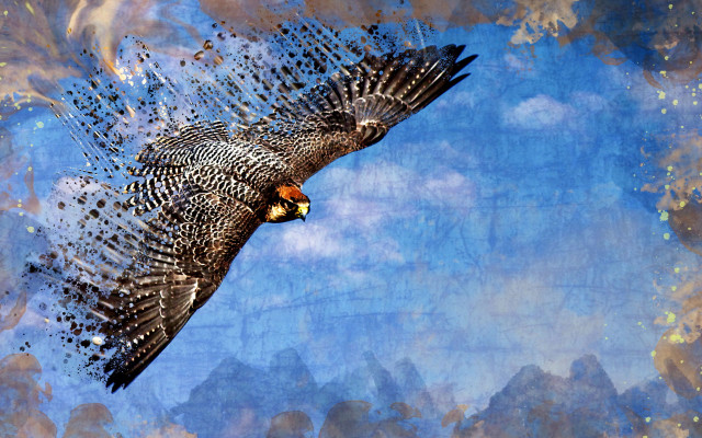 Bird flying sky background clouds #3 free wallpaper - medium preview image