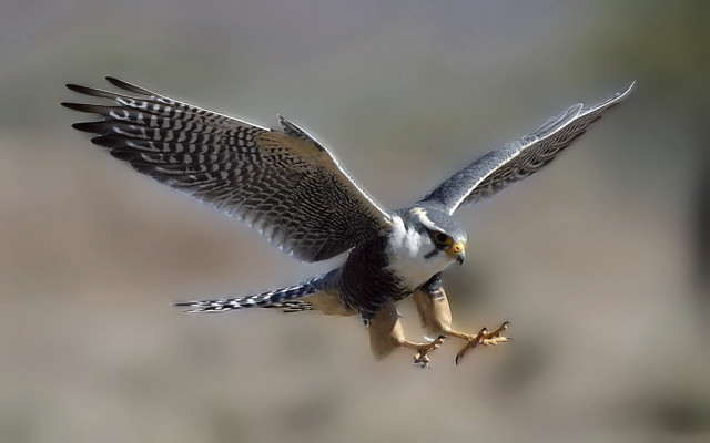 Bird flying wings spread talon free wallpaper - medium preview image