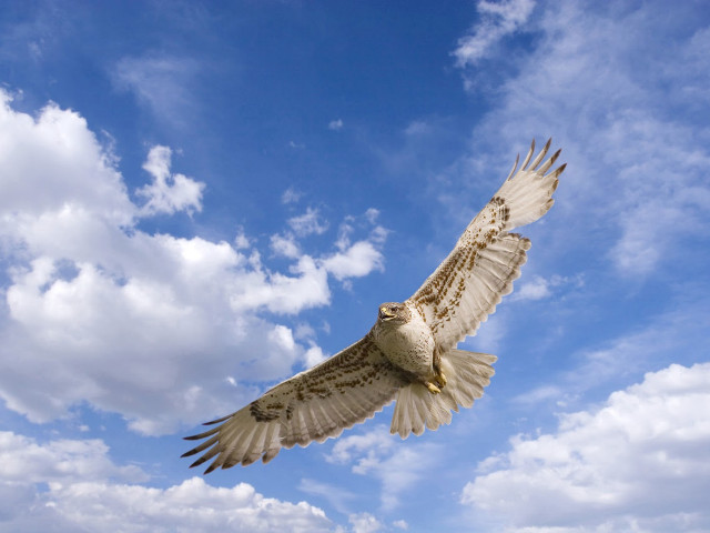 Bird flying blue cloudy sky free wallpaper - medium preview image