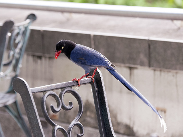 Bird metal bench wall red free wallpaper - medium preview image