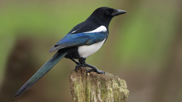 Black blue bird tree stump free wallpaper - medium preview image