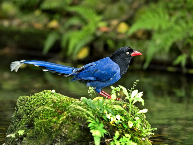 Blue bird mossy rock stream free wallpaper - medium preview image