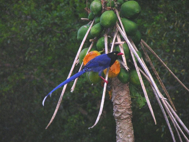 Blue bird tree fruit branch free wallpaper - medium preview image